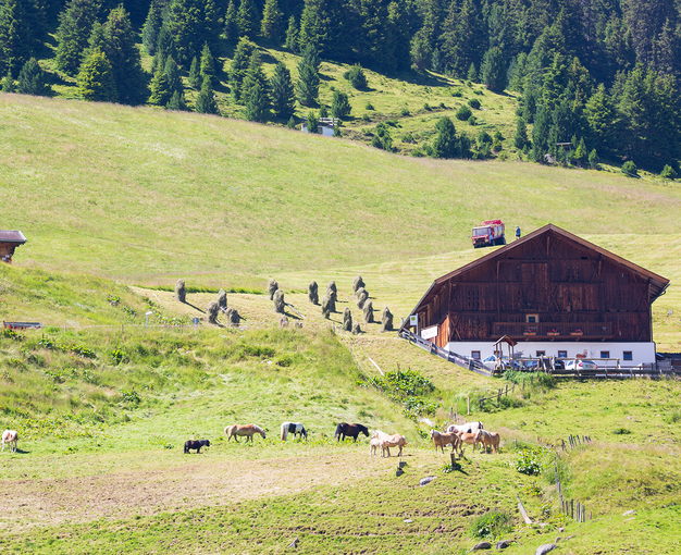 Bauernhof mit Pferden auf der Weide. Es wird gerade gemäht und das Gras zum trocknen aufgehängt © Michaela Kölle