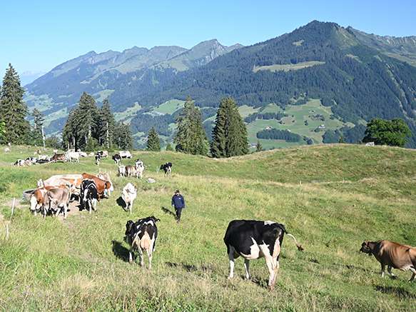Sennen auf der Alpe Steris.jpg © LK Vbg.