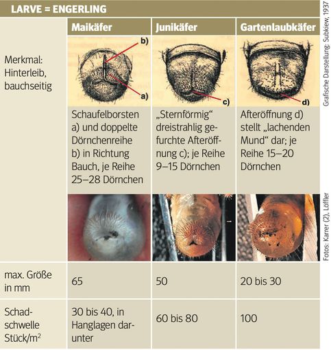 Engerglinge.jpg © Archiv