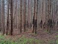 Wildschäden © Kordasch