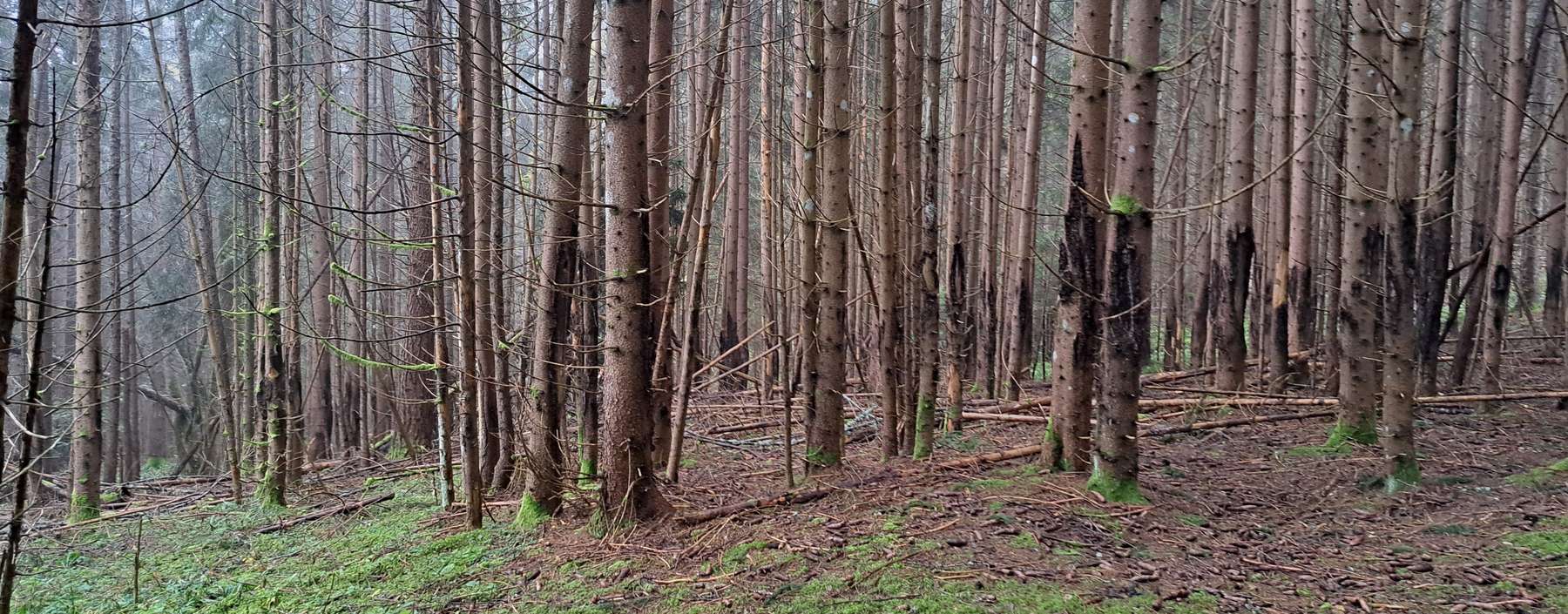 Wildschäden.jpg © Kordasch