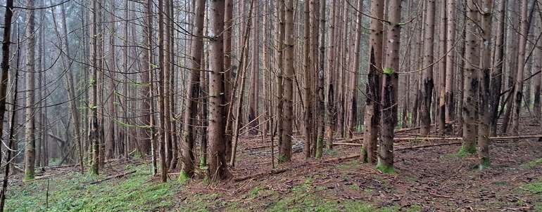 Wildschäden.jpg © Kordasch