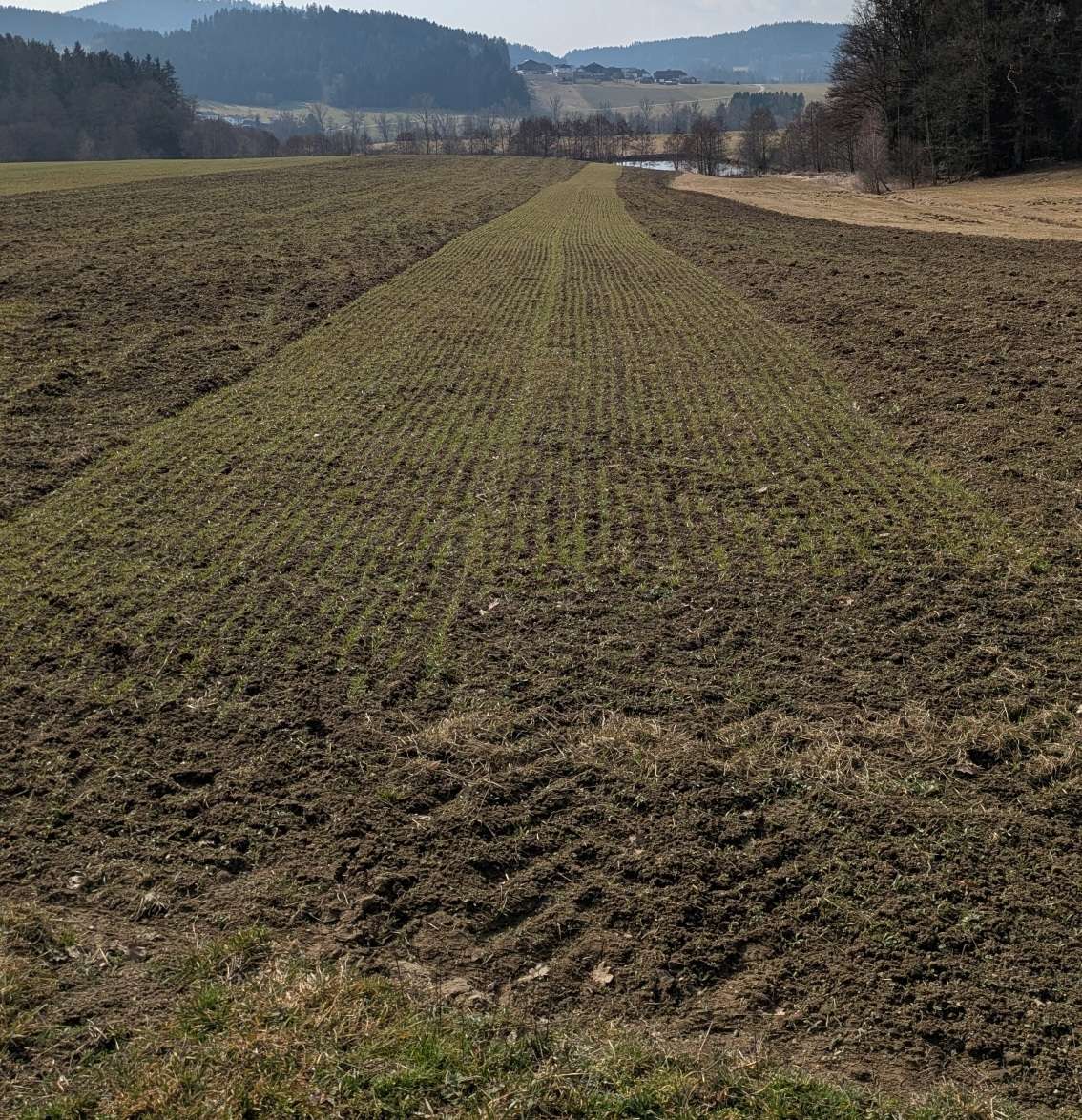Winterhafer am 04.03.2026.jpg © BWSB/Lang