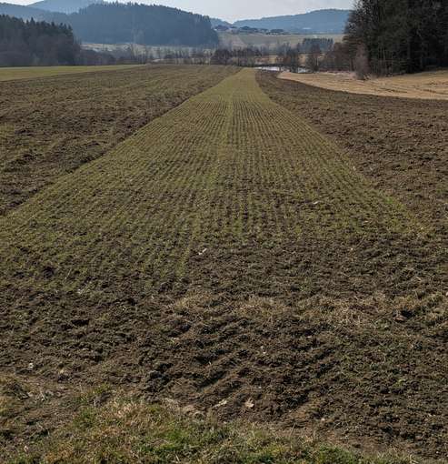 Winterhafer am 04.03.2026.jpg © BWSB/Lang