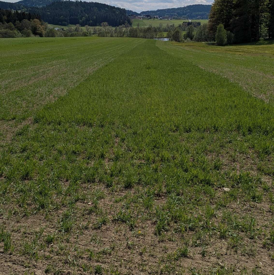 Winterhafer am 13.05.2026.jpg © BWSB/Lang