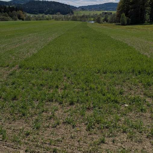 Winterhafer am 13.05.2026.jpg © BWSB/Lang