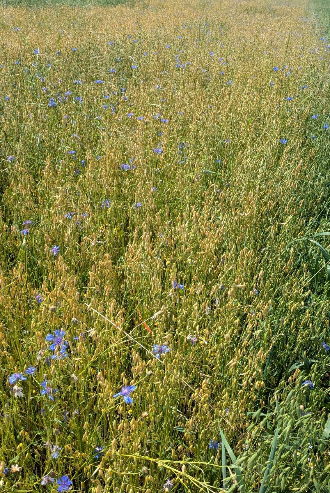 Winterhafer am 02.07.2026.jpg © BWSB/Lang