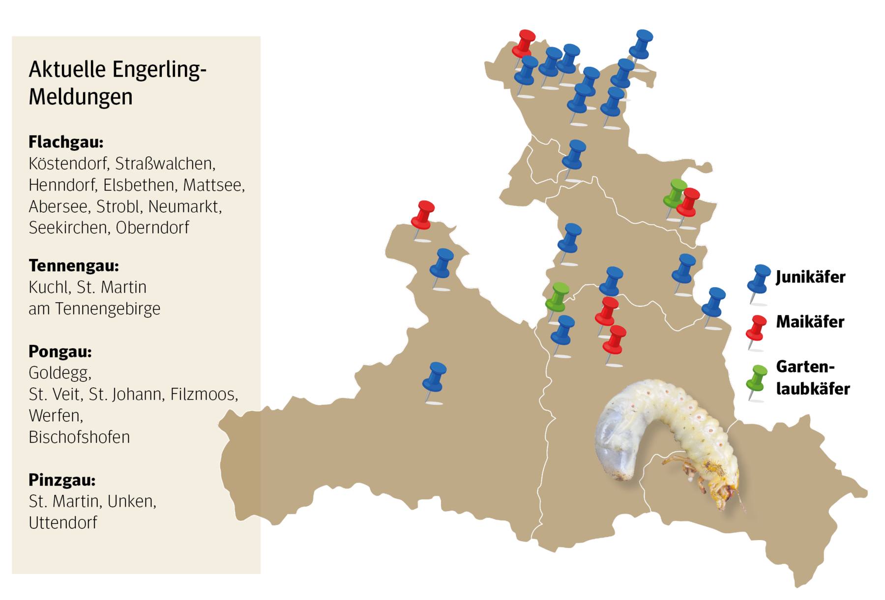 Engerlinge3.png © Archiv