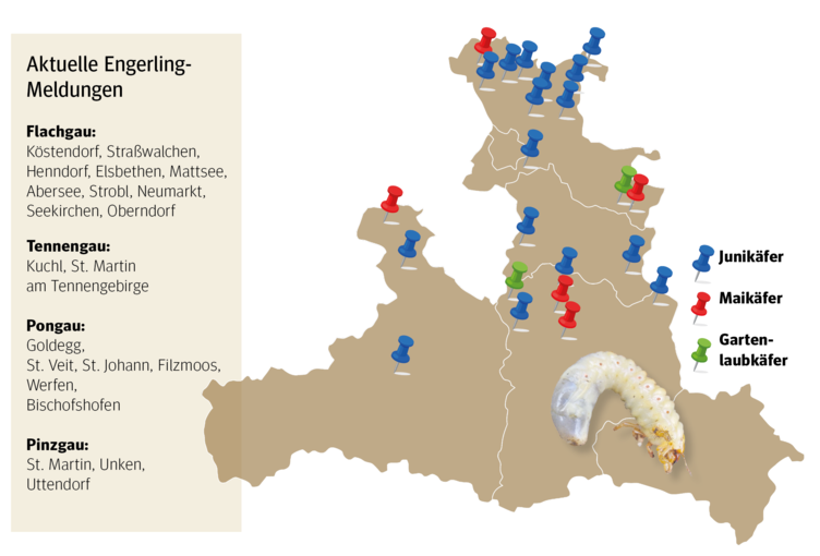 Engerlinge3.png © Archiv