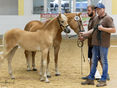 Haflingerchampionat 2026 © Archiv