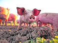 Schweine © AdobeStock_485786979