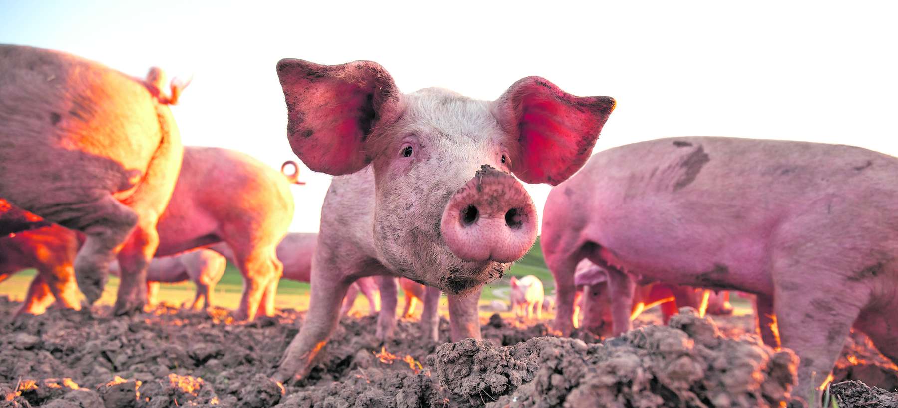 Schweine.jpg © AdobeStock_485786979
