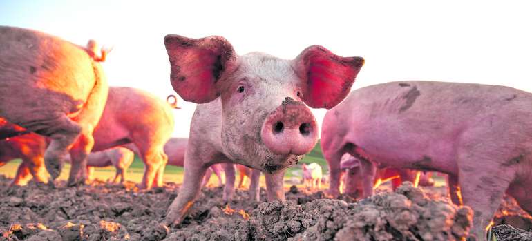 Schweine.jpg © AdobeStock_485786979