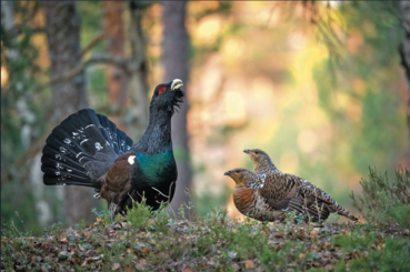Auerhahn.png © AdobeStock