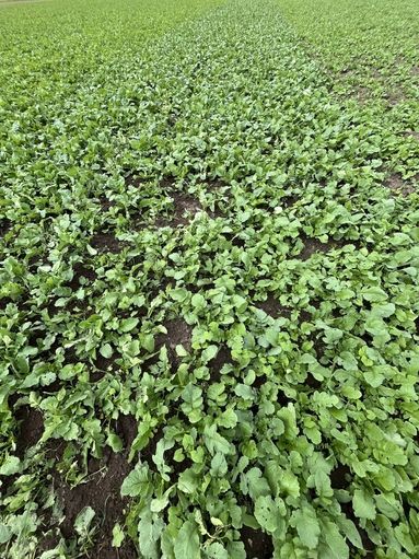 Beta Florin SH (Agrana)_IMG_7355.jpg © BWSB/Schmid