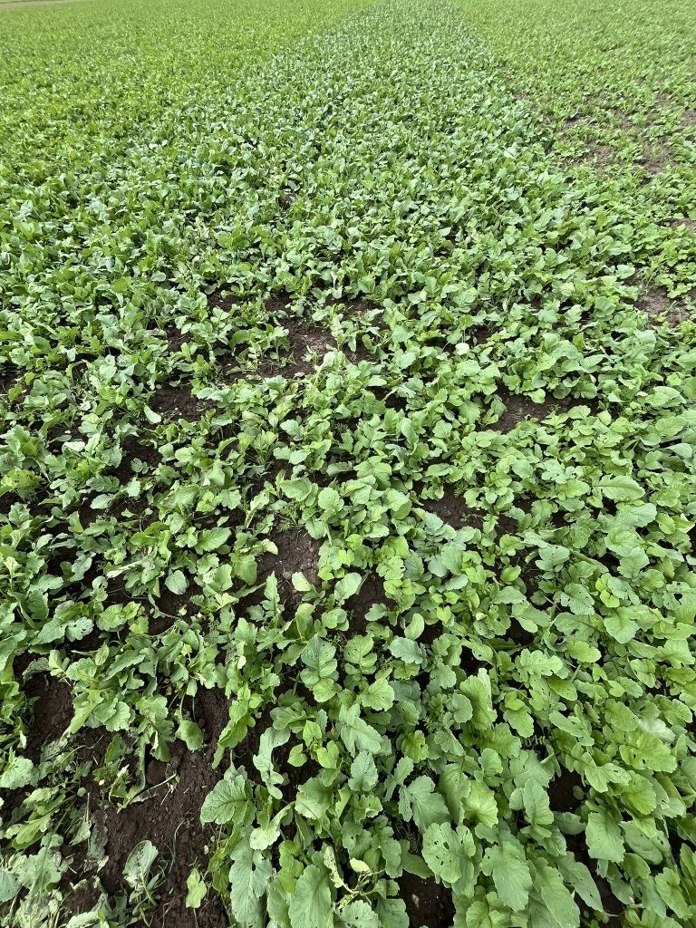 Beta Florin SH (Agrana)_IMG_7355.jpg © BWSB/Schmid