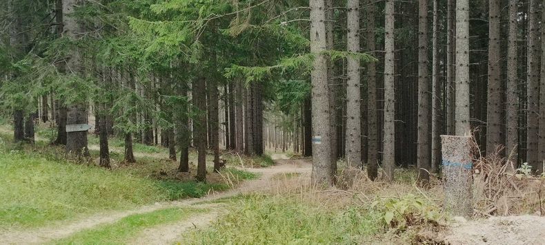 Waldspaziergang  ©&nbsp;Die Bäuerinnen im Bezirk Neunkirchen 