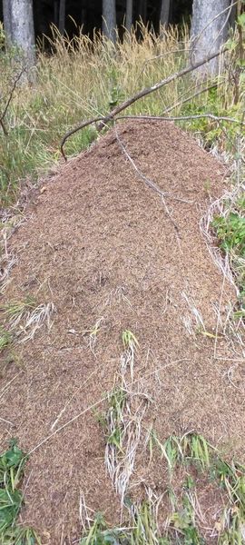Waldspaziergang  ©&nbsp;Die Bäuerinnen im Bezirk Neunkirchen 