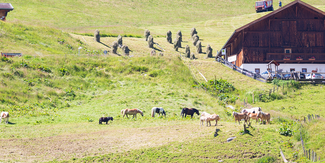 Bauernhof © Michaela Koelle-1688 © Michaela Kölle