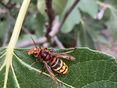 OTS_Totschnig_Asiatische Hornisse gefährdet heimische Bienen 1_AGES_Windhager © AGES/Windhager