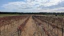 © Daniel Pachinger/LK Burgenland © Daniel Pachinger/LK Burgenland