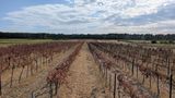 © Daniel Pachinger/LK Burgenland