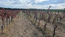 © Daniel Pachinger/LK Burgenland © Daniel Pachinger/LK Burgenland