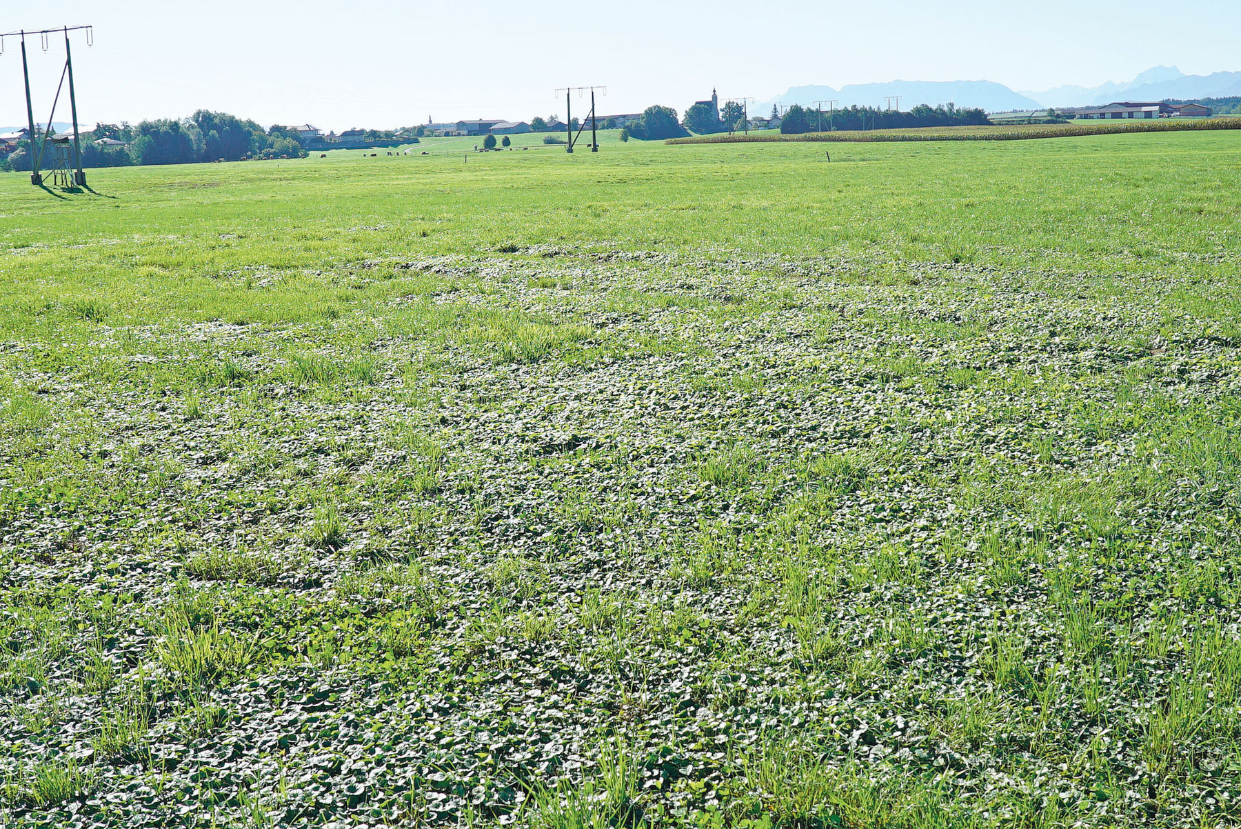 Dürre Nachschau im September.jpg © Hatheier