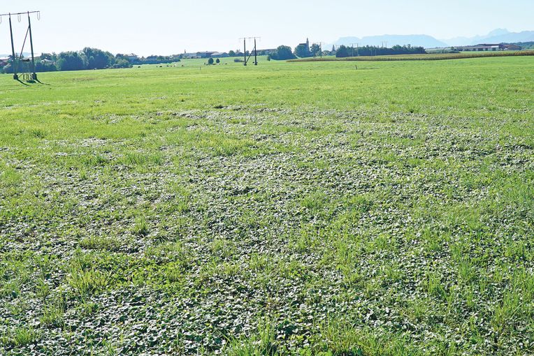 Dürre Nachschau im September.jpg © Hatheier