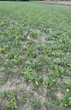 17_Variante 5 _Mulchsaat.jpg © BWSB