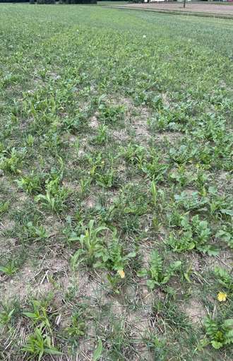 17_Variante 5 _Mulchsaat.jpg © BWSB