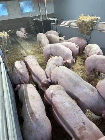Stall f. Üpul Tierhaltunjg.jpg © LK OÖ