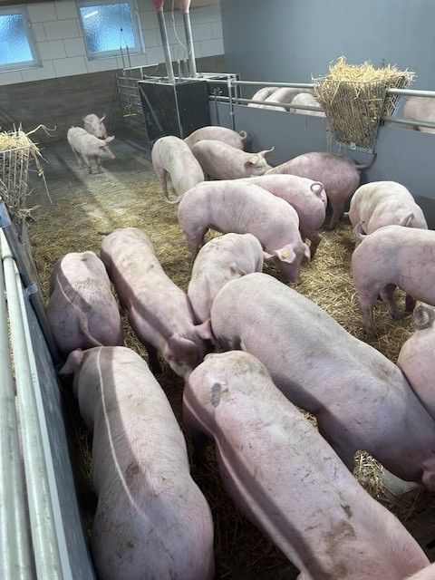 Stall f. Üpul Tierhaltunjg.jpg © LK OÖ