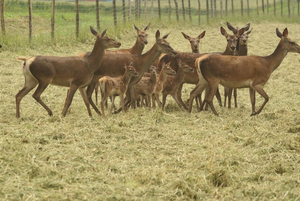Hirsche_Naturnahe Erzeugung von hochwertigem Wilfleisch im Gehege_c_Sallmann_klein.jpg © Sallmann