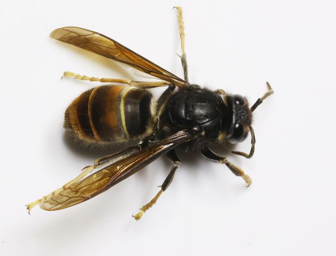 Asiatische Hornisse.jpg © AGES/Dirk Louis Schorkopf