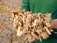 Holzhackschnitzel © Gerhard Seybert