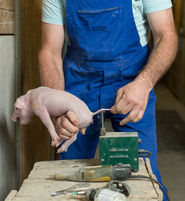 Schweinehaltung.jpg © fraukoeppl