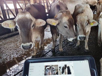 Kuhnect - Smarte Tiergesundheit © LK Niederösterreich