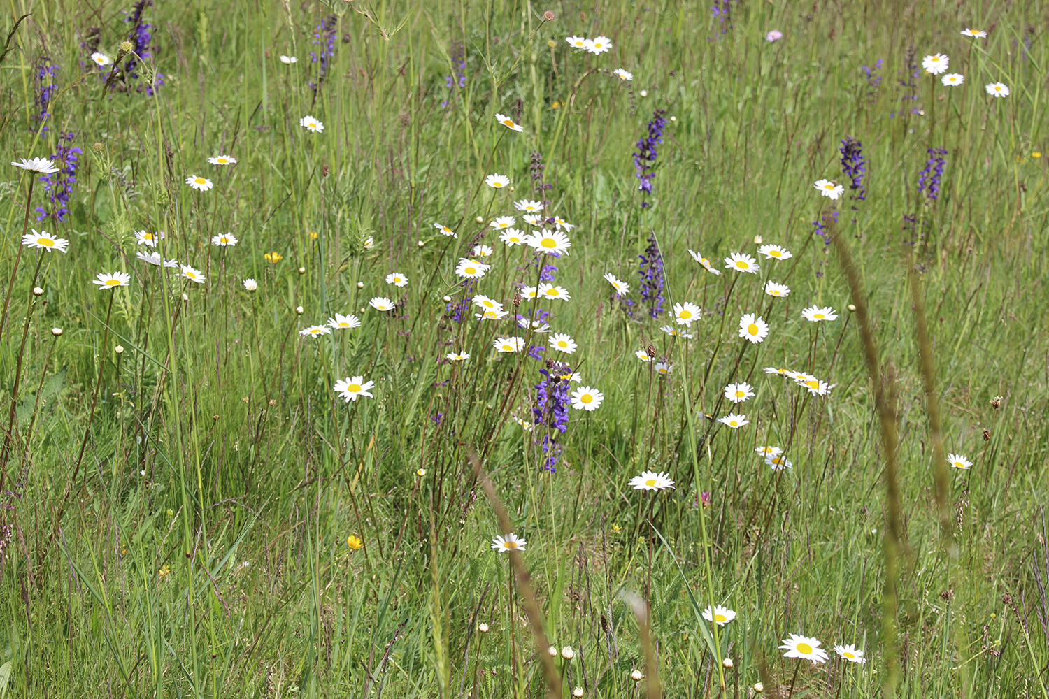 Grüne Wiese mit Blumen © Michaela Kölle