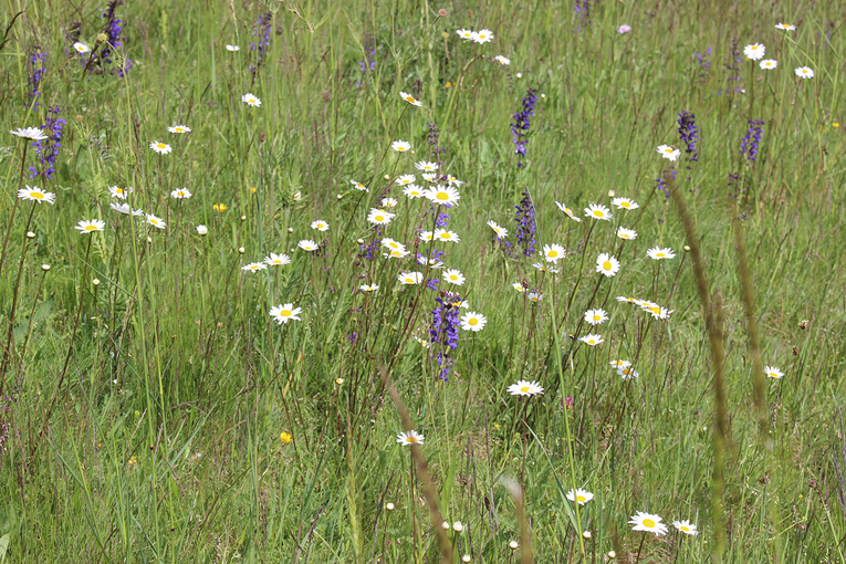Grüne Wiese mit Blumen © Michaela Kölle