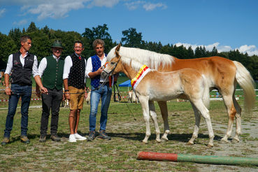 Nirina Landessiegerstutfohlen.jpg © LPZV/Jöbstl
