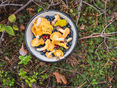 Schwammerl und Beeren © Adobe Stock
