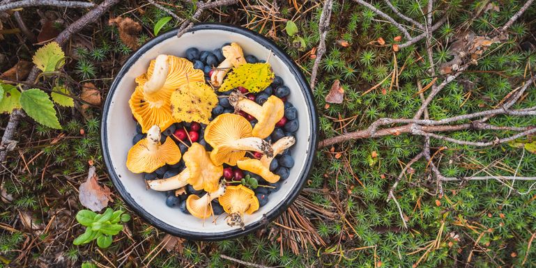 Schwammerl und Beeren © Adobe Stock