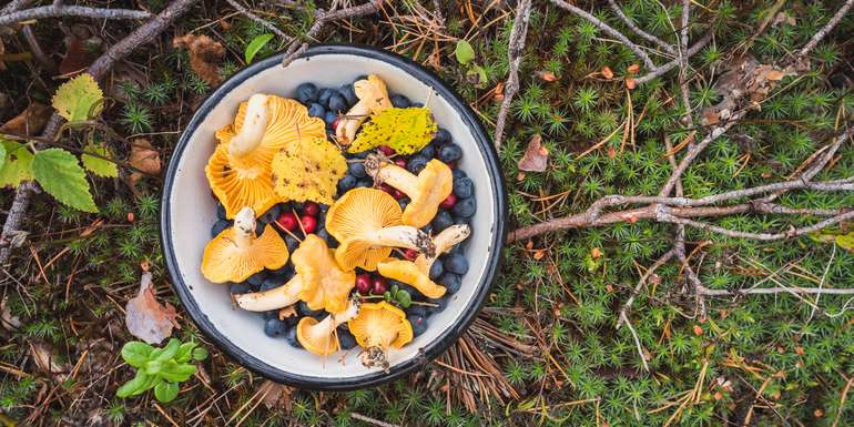 Schwammerl und Beeren © Adobe Stock
