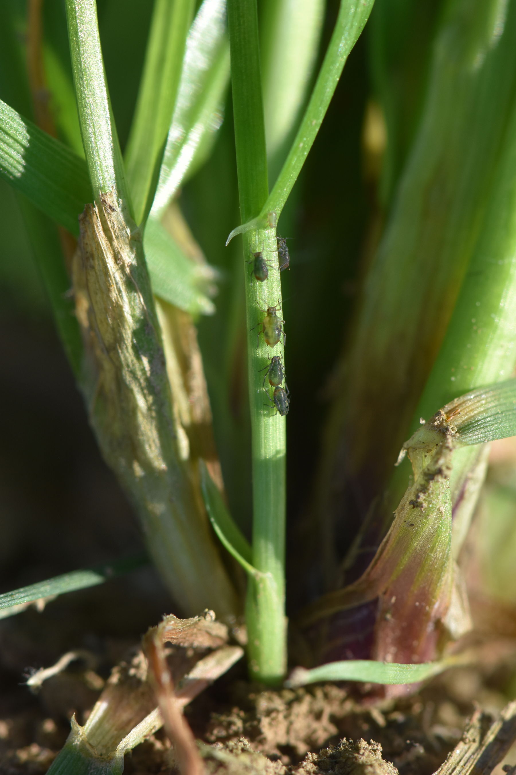 Gräser-Blattläuse im Herbst 1.JPG.jpg © LK OÖ/Köppl