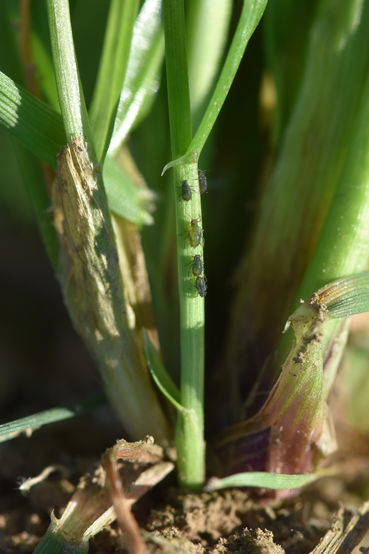 Gräser-Blattläuse im Herbst 1.JPG.jpg © LK OÖ/Köppl