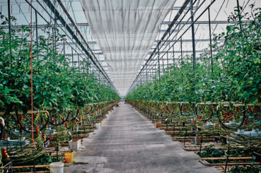 Gesamenergiekonzept für Gartenbaubetriebe.jpg © LK NÖ/Franz Gleiss