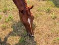 Heuknappheit © Privat