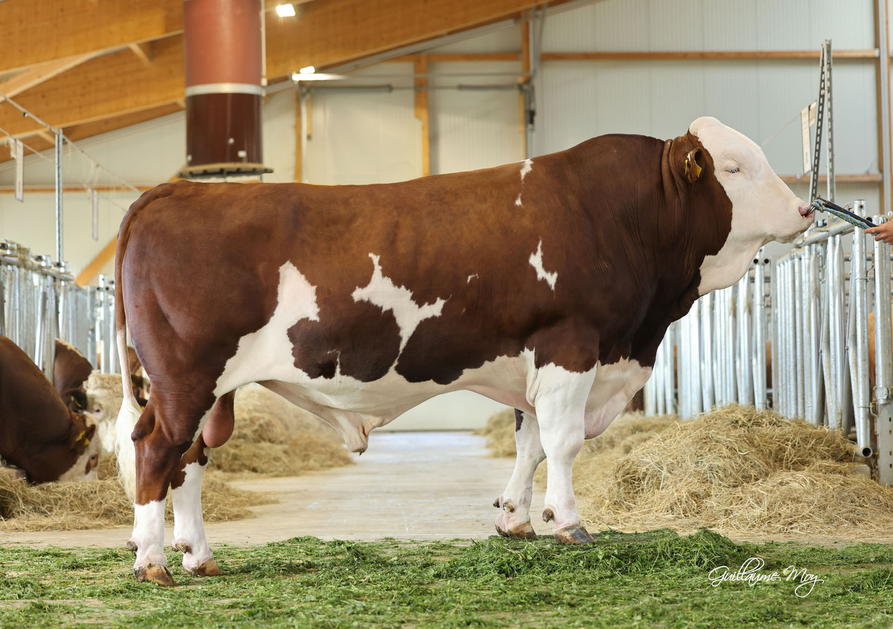 PM Besamung FL-Stier GS_DELUXE.jpg © Archiv