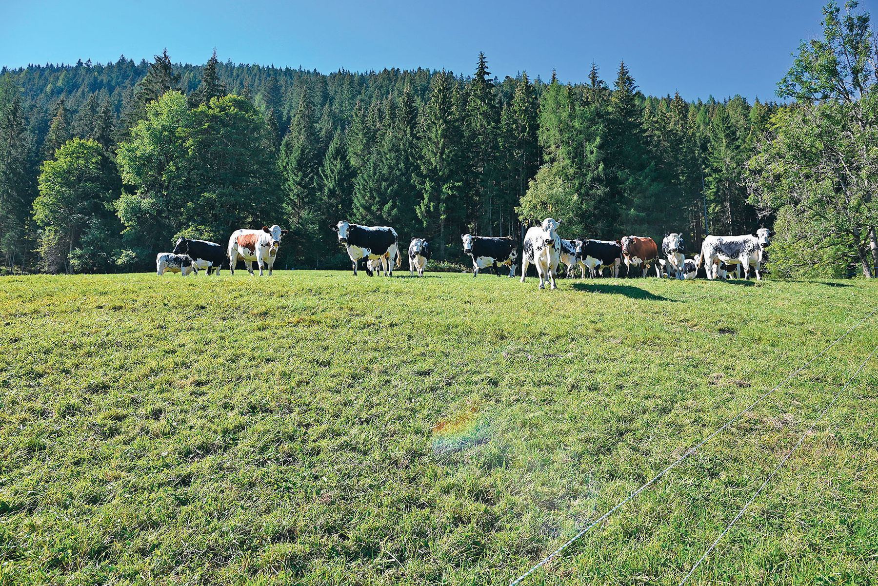 buchsteiner.jpg © Mooslechner